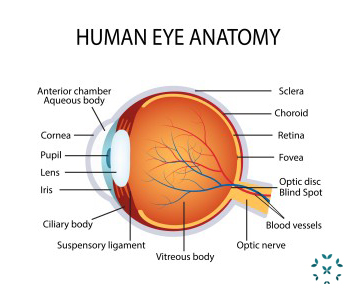 KFL_Eyes_Diagram - Kaleidoscope Fighting Lupus