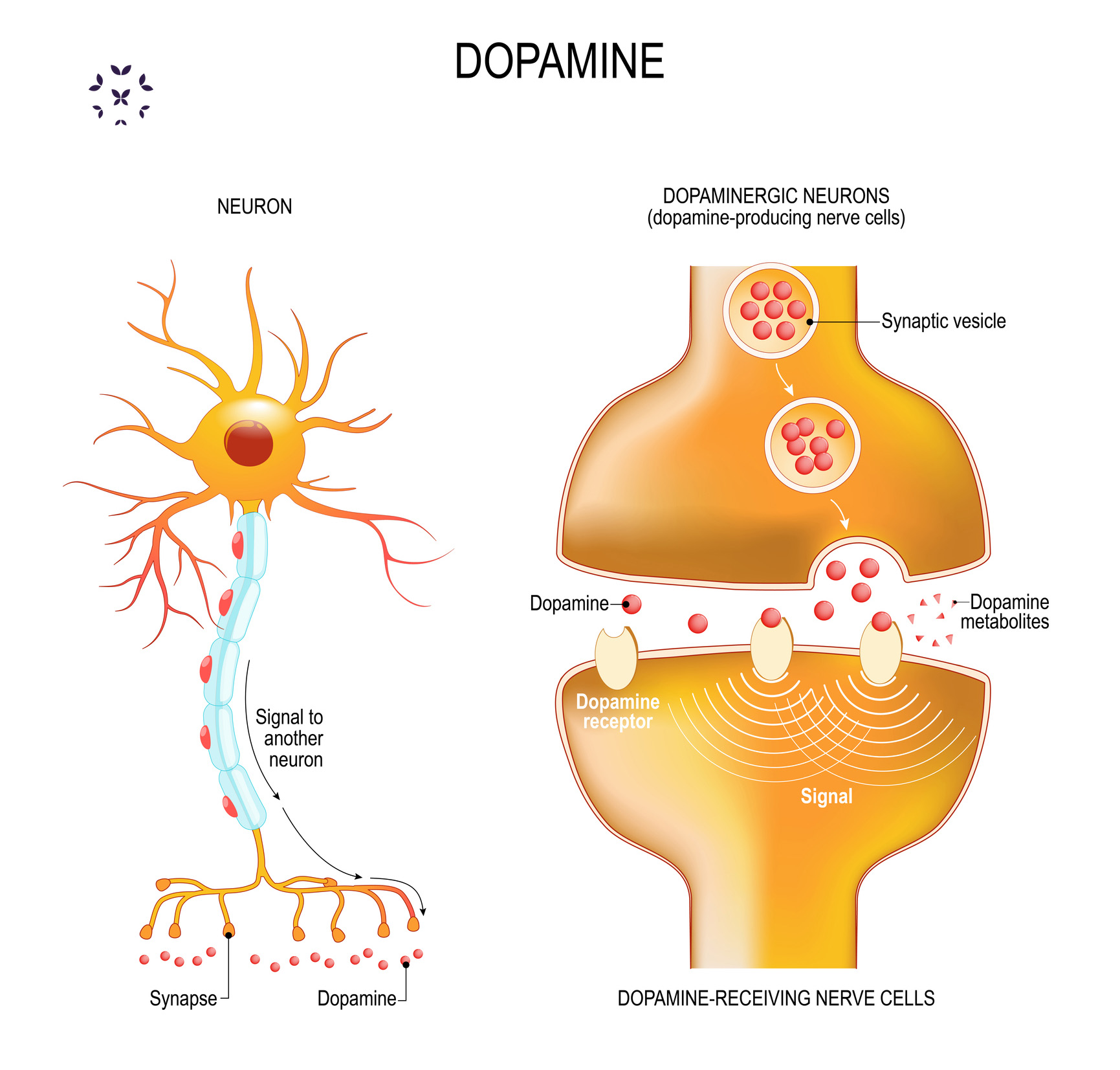 Dopaminergic - Wikipedia